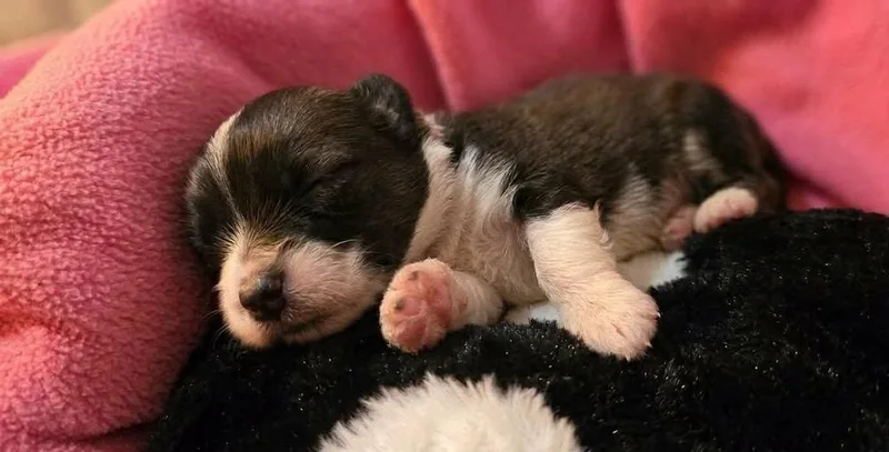 Cooper