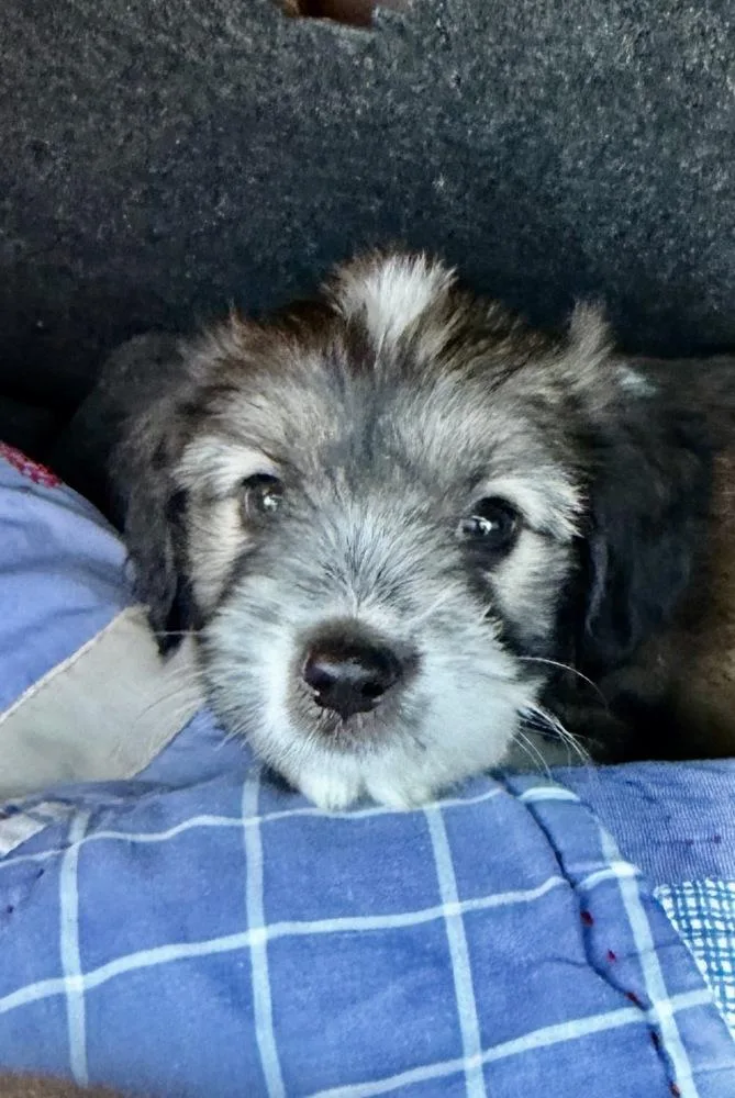 Cooper thumbnail 2