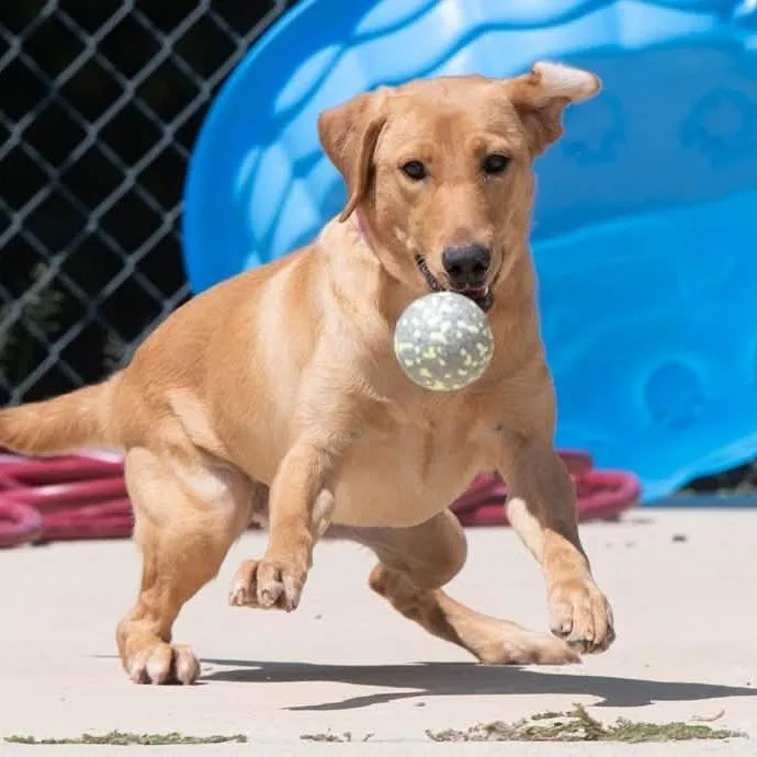 An adult medium-sized female Yellow Labrador Retriever dog named Marigold for adoption in Minneapolis, MN
