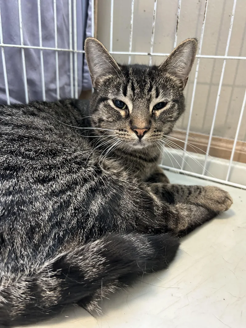 Harry Carry & Carlitos thumbnail 2