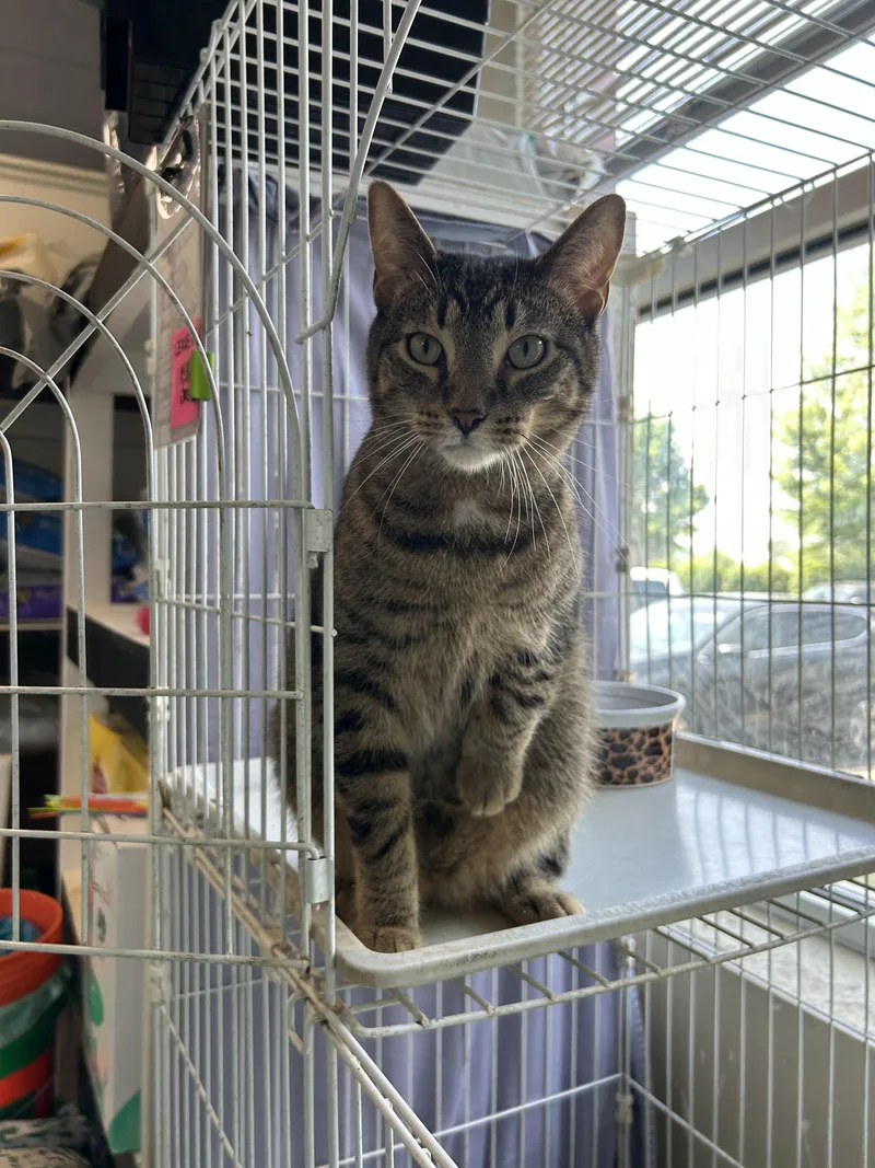 Harry Carry & Carlitos thumbnail 3