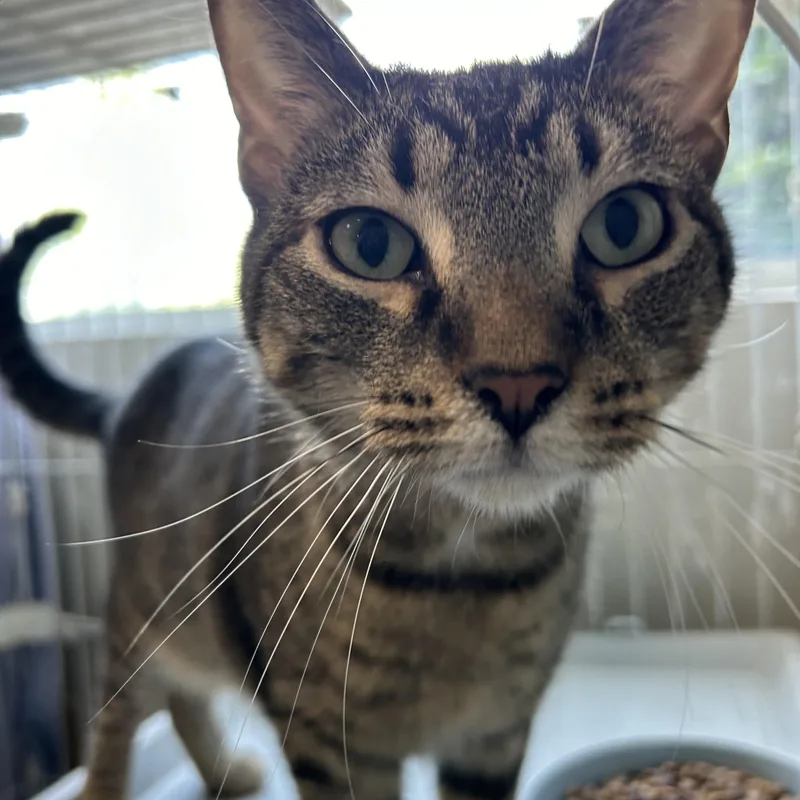 Harry Carry & Carlitos thumbnail 4