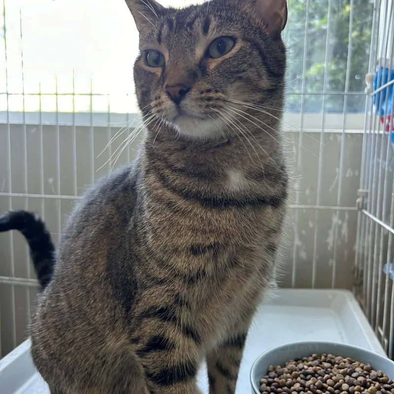 Harry Carry & Carlitos thumbnail 5