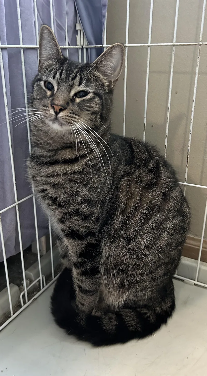 Harry Carry & Carlitos thumbnail 6