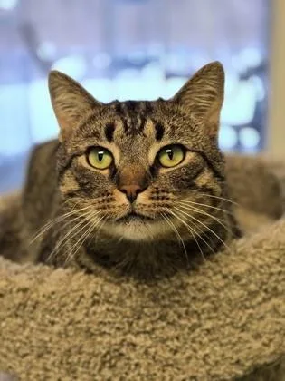 Boyardee thumbnail 2