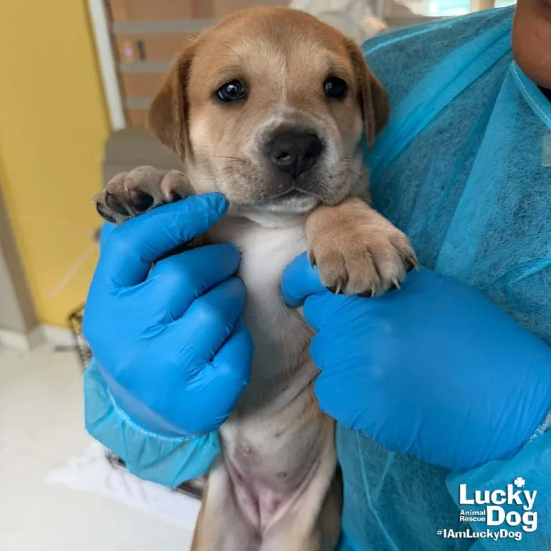 A baby large-sized female Retriever dog named Puppy Poppy for adoption in Washington, DC