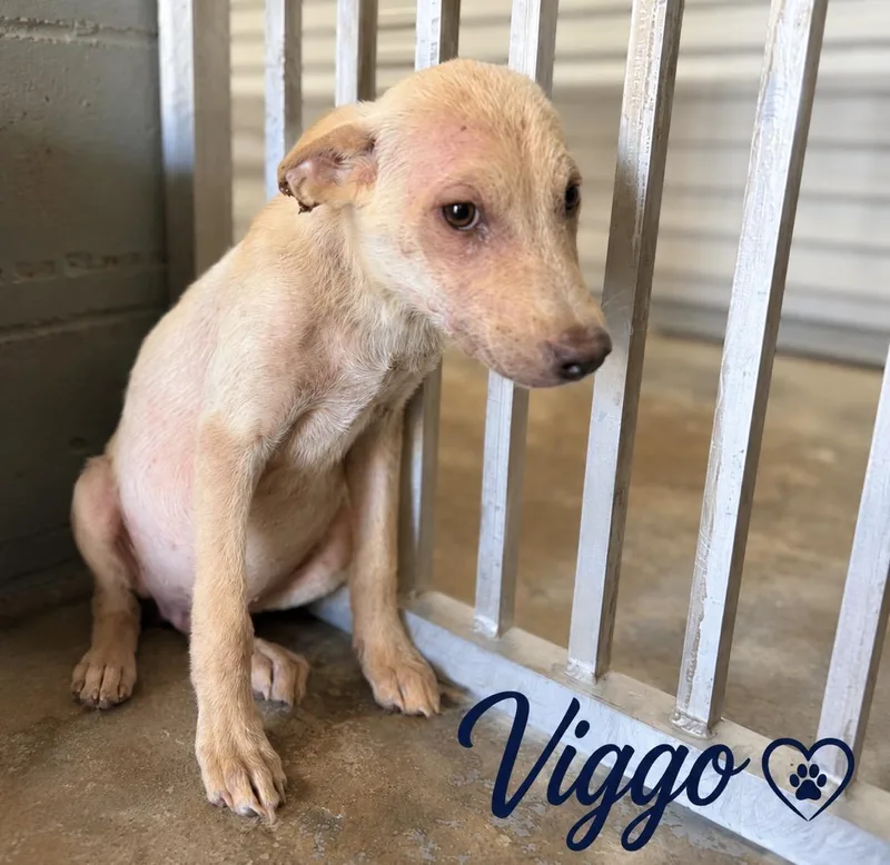 Viggo