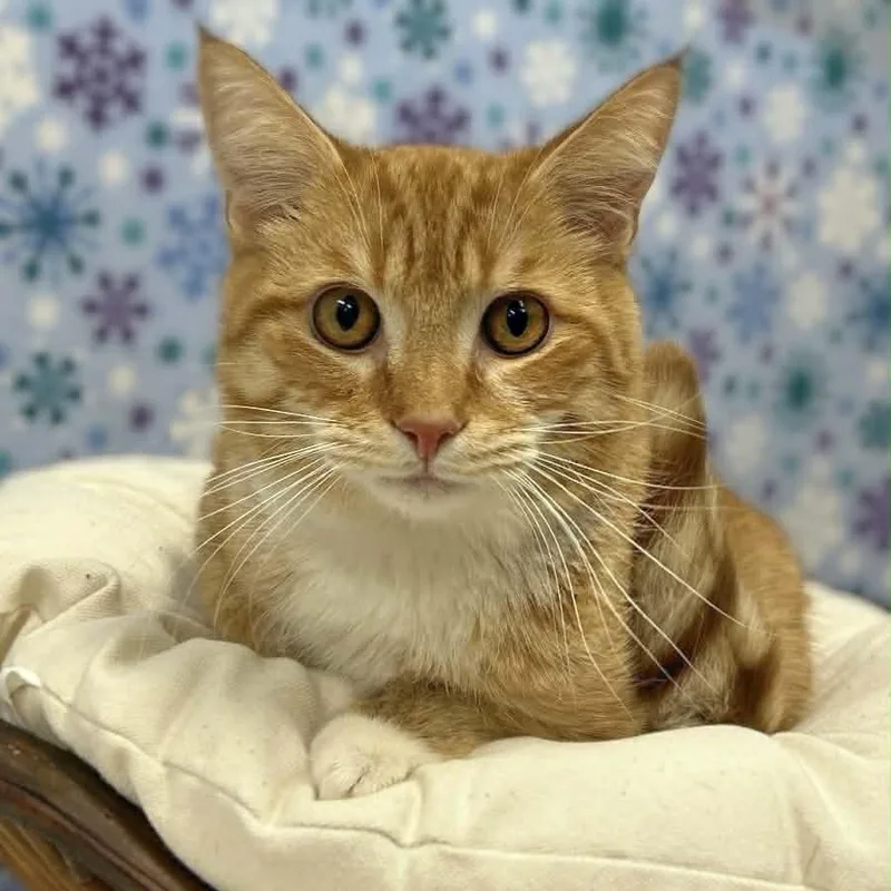 An adult large-sized male Orange / Red Domestic Short Hair cat named Hoss for adoption in Chapel Hill, NC