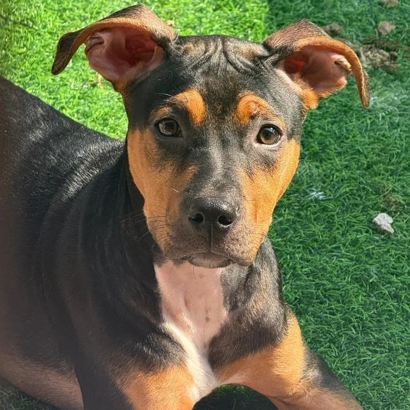 A young medium-sized male Pit Bull Terrier dog named Tez for adoption in Birmingham, AL