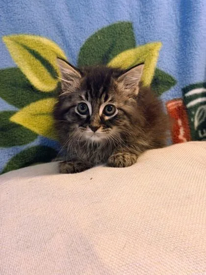 A baby small-sized female Domestic Long Hair cat named Katara for adoption in Morton Grove, IL