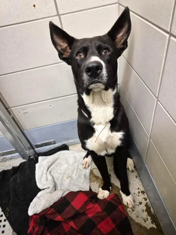 A young large-sized male Staffordshire Bull Terrier dog named Brad for adoption in Houston, TX