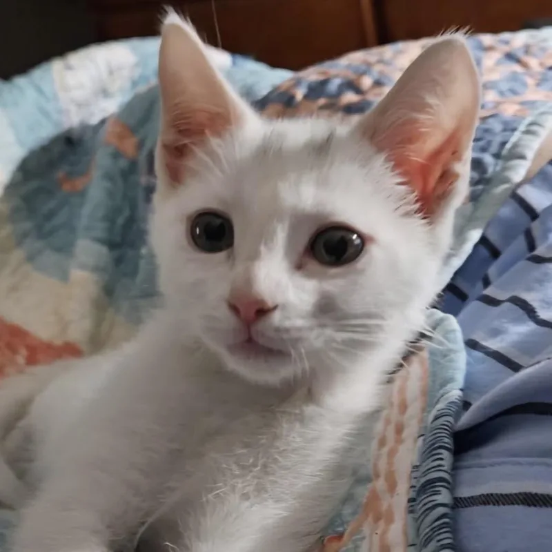 Baby Peach thumbnail 2