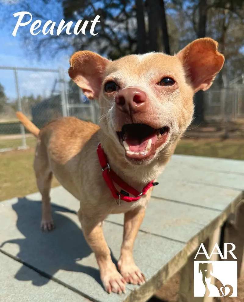 An adult small-sized male Chihuahua dog named Peanut for adoption in Magnolia, TX
