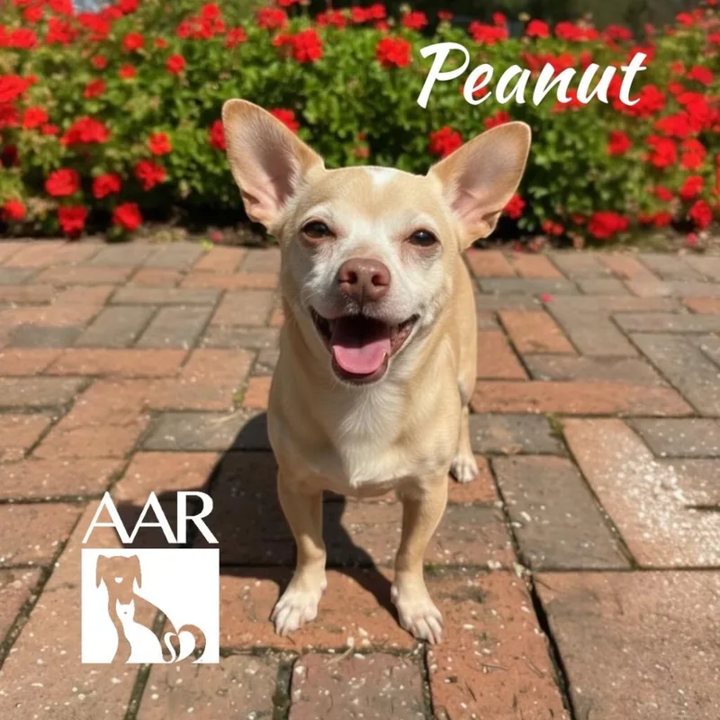 Peanut thumbnail 2