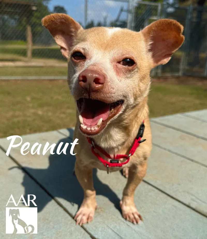Peanut thumbnail 3