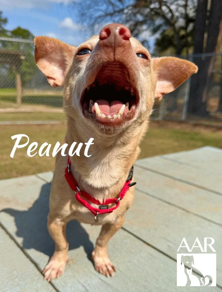 Peanut thumbnail 4