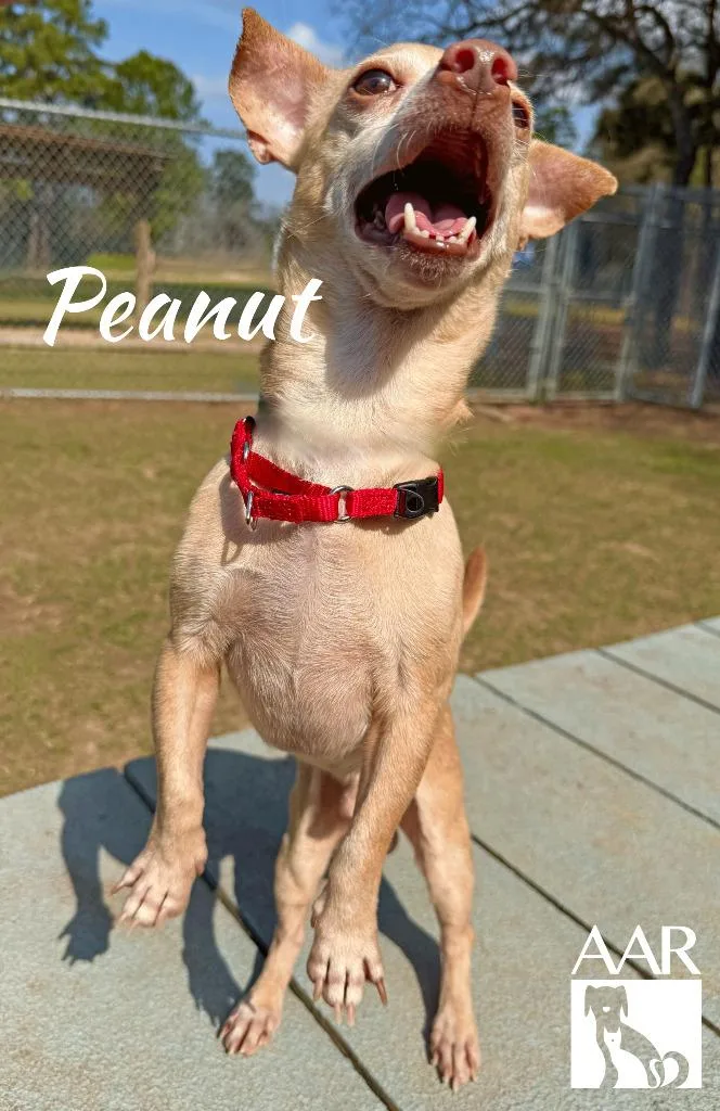 Peanut thumbnail 5