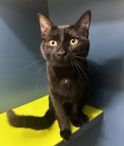 Black Panther thumbnail 2