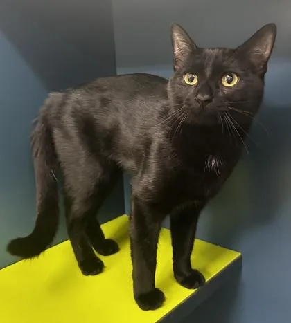 Black Panther thumbnail 3