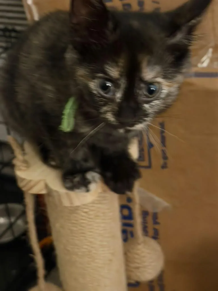 A baby medium-sized female Calico Tortoiseshell cat named Marie for adoption in Kempner, TX