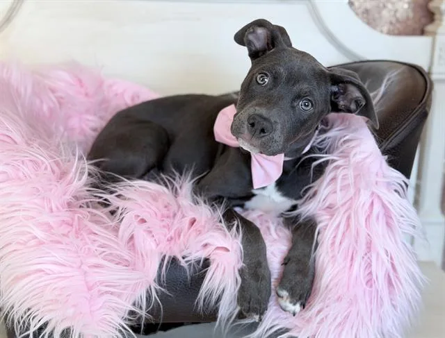 A baby small-sized female Pit Bull Terrier dog named Dash for adoption in Fairfield, CA