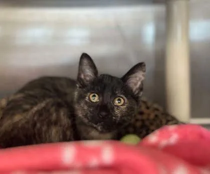 A baby small-sized female Domestic Short Hair cat named Mai for adoption in Munster, IN