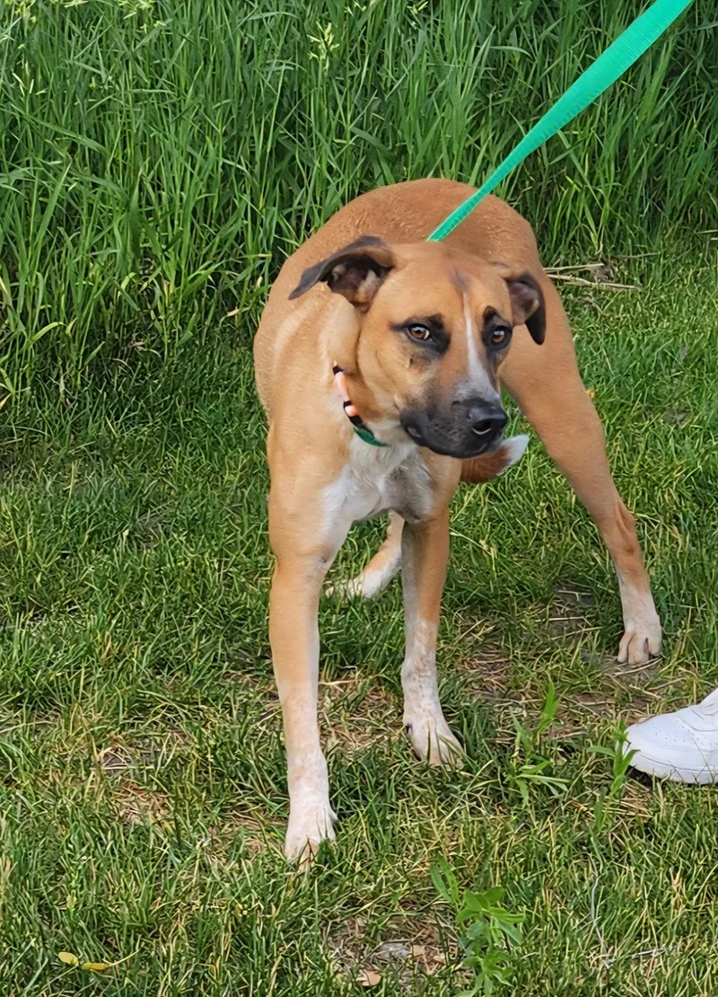 An adult medium-sized male Labrador Retriever dog named Beau for adoption in Zimmerman, MN