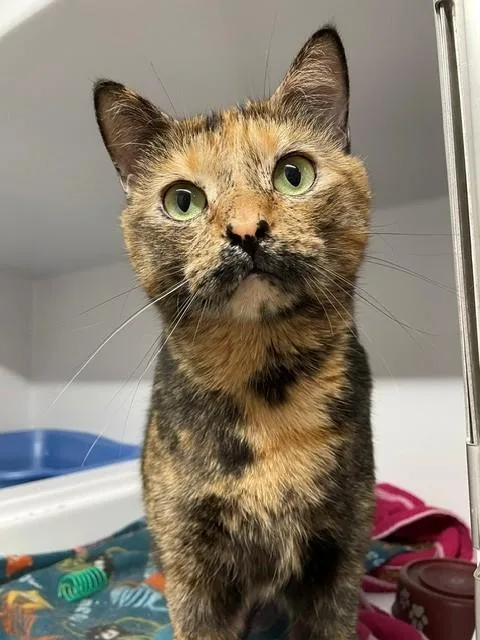 An adult medium-sized female Tortoiseshell Domestic Short Hair cat named Speckles for adoption in Hayward, WI