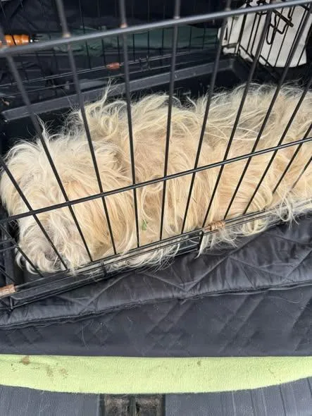 An adult small-sized male Lhasa Apso dog named Octavius for adoption in Matthews, NC