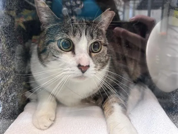 An adult large-sized female Domestic Short Hair cat named Bubble Tea for adoption in New York, NY