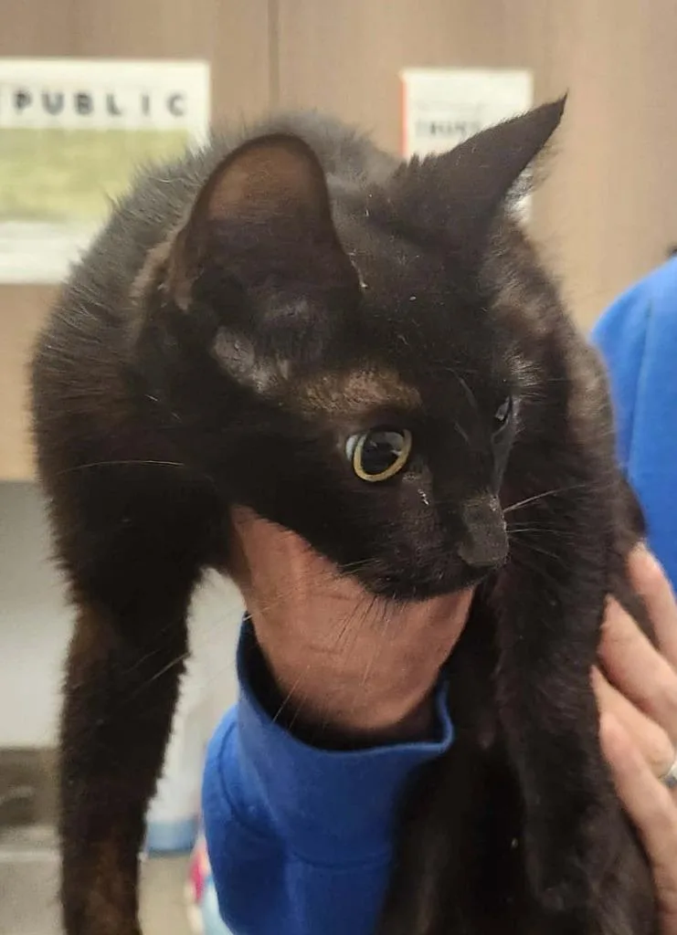 A young medium-sized female American Bobtail cat named Holly for adoption in Republic, MO