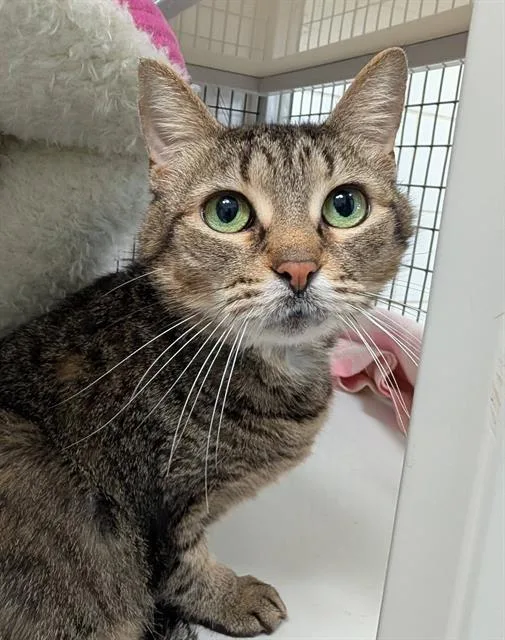 An adult medium-sized female Domestic Short Hair cat named Mildred for adoption in Canfield, OH