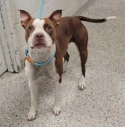 An adult large-sized female Red / Chestnut / Orange Pit Bull Terrier dog named Lil' Mama for adoption in Kansas City, MO