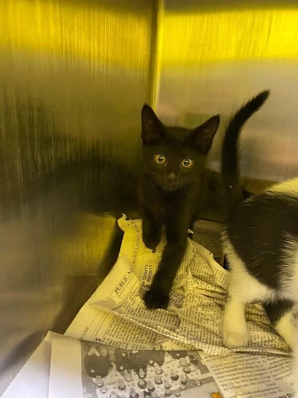 A young medium-sized male Black Domestic Short Hair cat named Howl for adoption in Jackson, TN