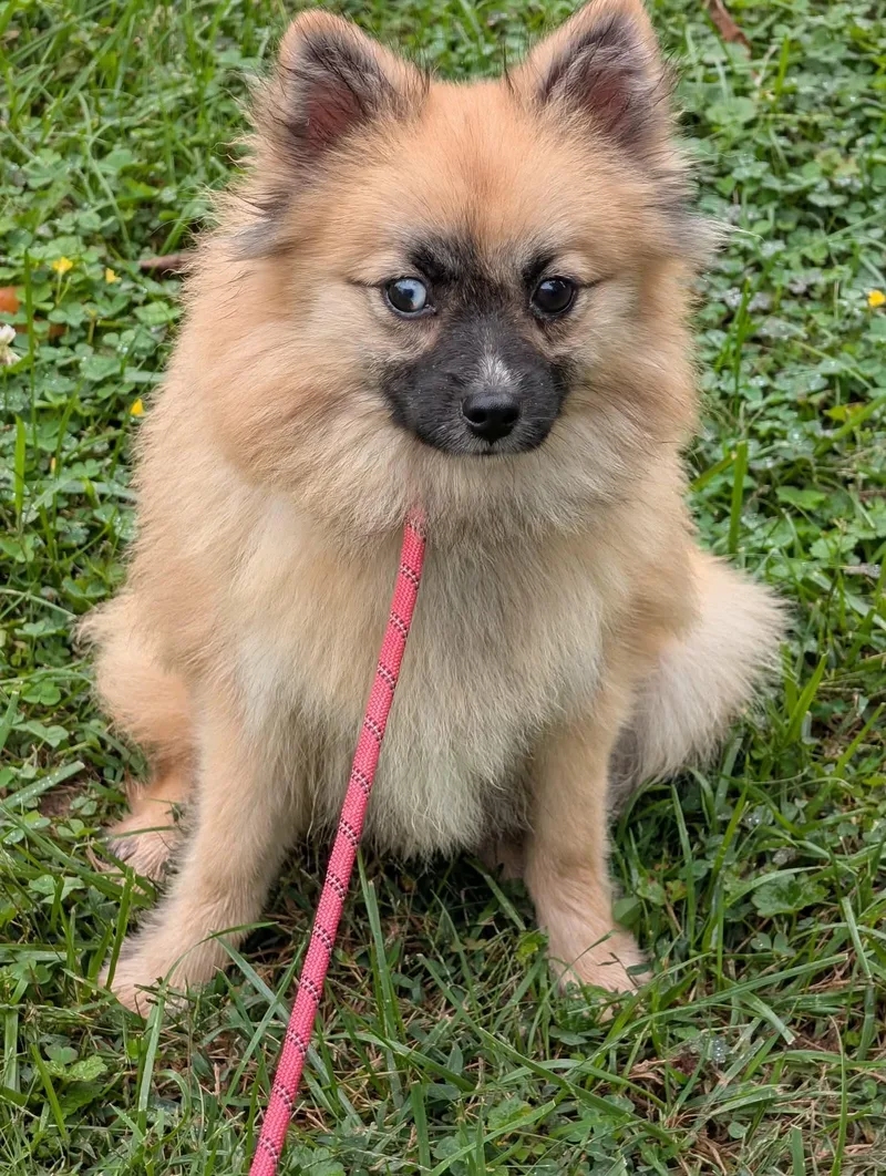 A baby small-sized female Pomsky dog named Saylor for adoption in Catlettsburg, KY