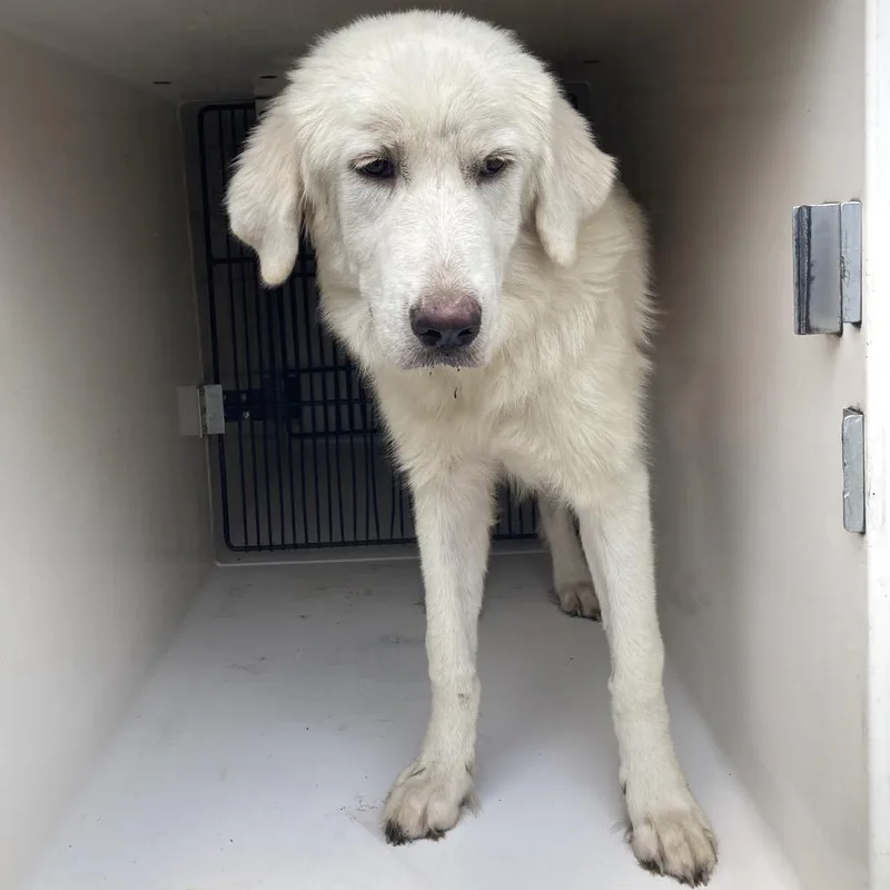 An adult medium-sized female White / Cream Great Pyrenees dog named BACStray for adoption in Beaumont, TX