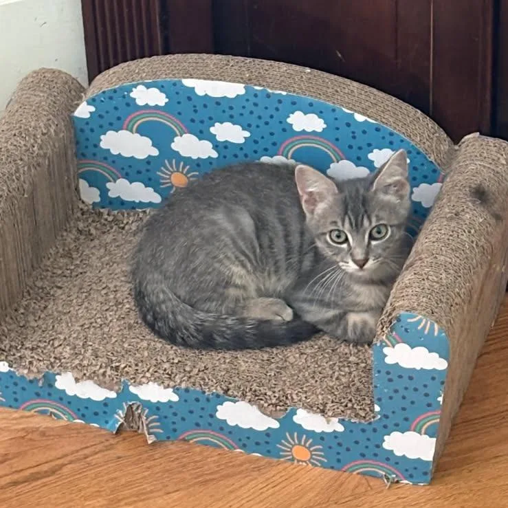 A baby small-sized male Gray / Blue / Silver Domestic Short Hair cat named Nate for adoption in Springfield, IL