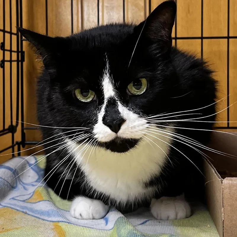 A senior small-sized male Domestic Short Hair cat named Azure for adoption in Newark, NJ