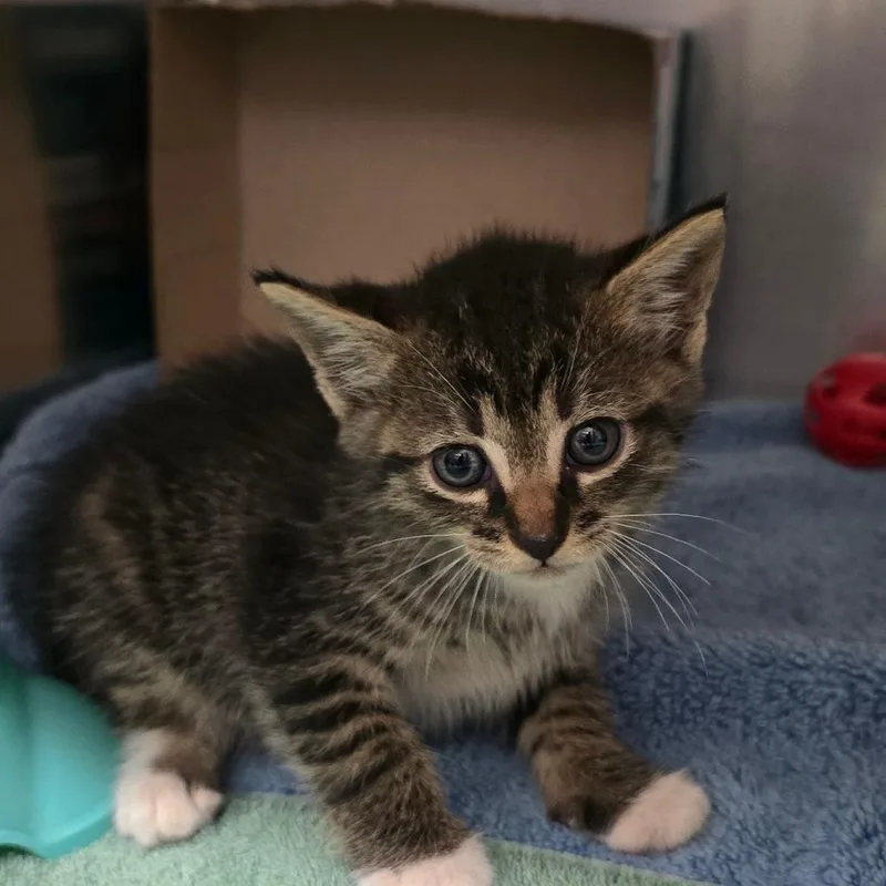 A baby small-sized male Brown / Chocolate Domestic Short Hair cat named Optimus Prime for adoption in Concord, NC