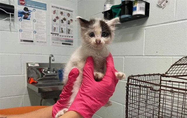A baby small-sized female White Domestic Medium Hair cat named Pixie for adoption in Tavares, FL