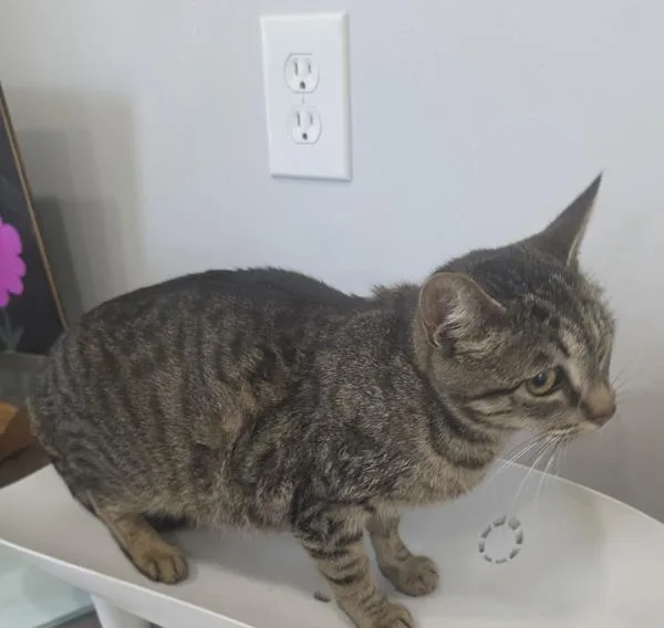 An adult medium-sized female Domestic Short Hair cat named Ena for adoption in Cleveland, TN