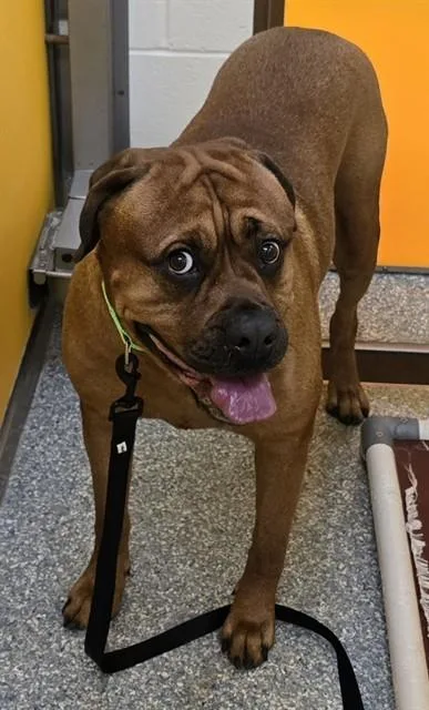 An adult large-sized male Boxer dog named Hercules for adoption in Tucson, AZ