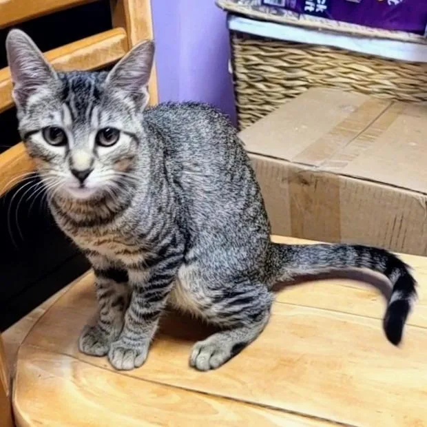A baby small-sized female Brown / Chocolate Domestic Short Hair cat named Small Fry for adoption in Springfield, IL