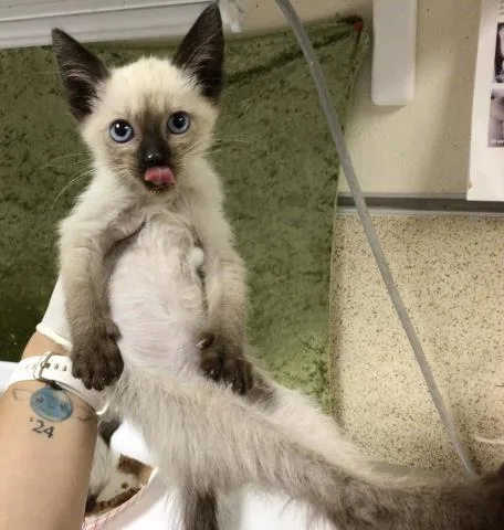 A baby small-sized male Siamese cat named Tom for adoption in Riverside, CA