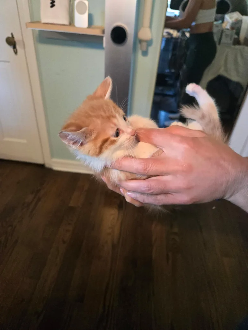 A baby medium-sized male Orange & White Domestic Short Hair cat named Max for adoption in Clifton, NJ