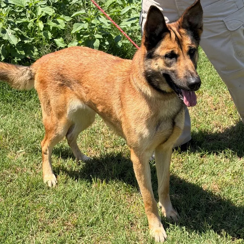 An adult large-sized female Yellow / Tan / Blond / Fawn German Shepherd Dog dog named Sasha for adoption in Norman, OK