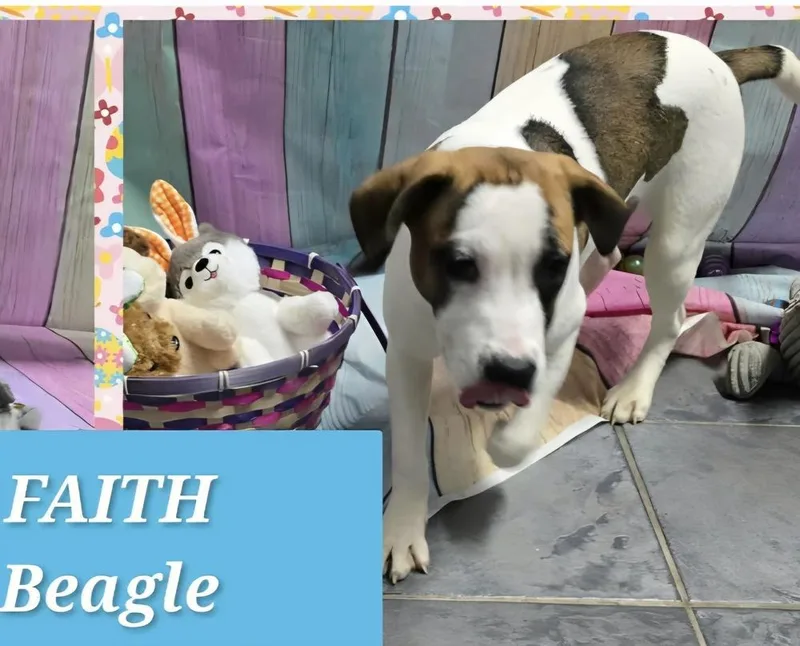 Marion Bullgles : Faith thumbnail 3