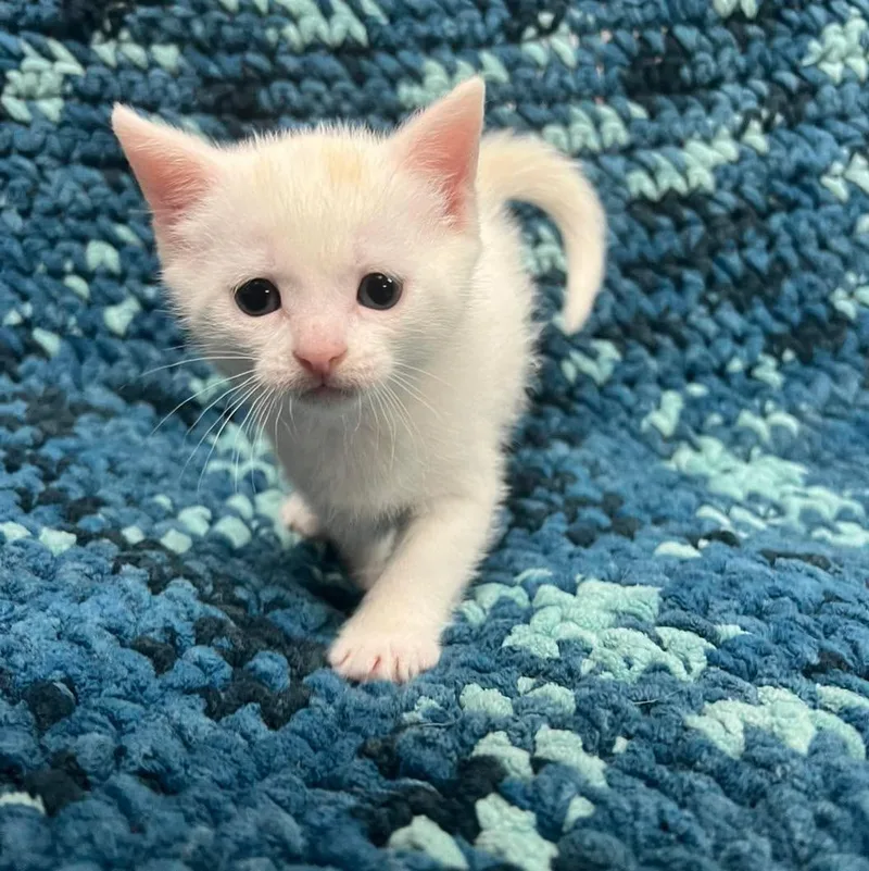 A baby medium-sized male White Domestic Short Hair cat named Saint for adoption in Avoca, PA
