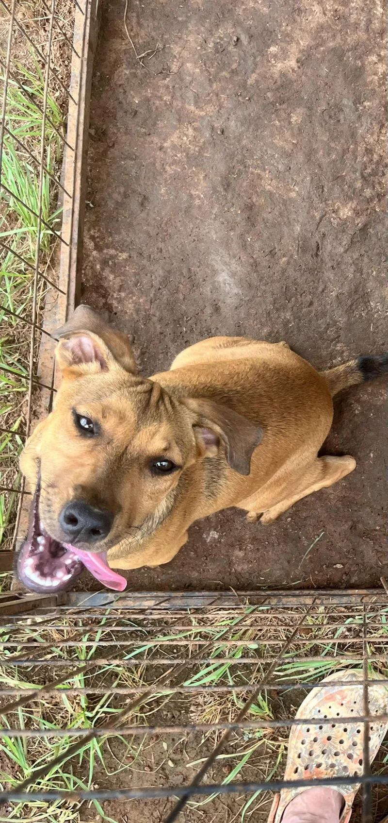 A baby medium-sized male White / Cream American Staffordshire Terrier dog named Rusty for adoption in Elgin, TX