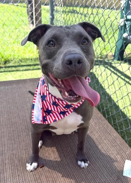 An adult large-sized female Mixed Breed dog named Hope for adoption in Columbia, SC